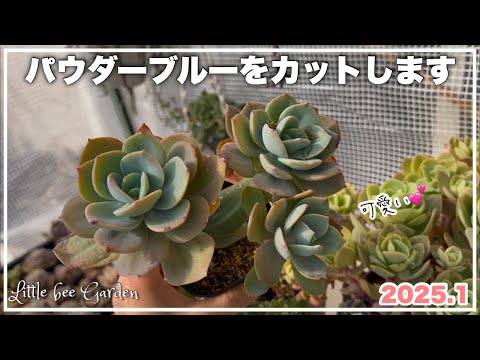 【多肉植物】葉挿しよりもカットで増やす【ガーデニング】