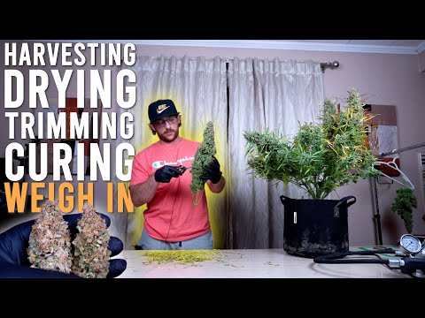 HOW TO HARVEST AUTOFLOWERS EASILY: DRYING TRIMMING CURING AND WEIGH IN RESULTS FROM 430 WATTS. EP5