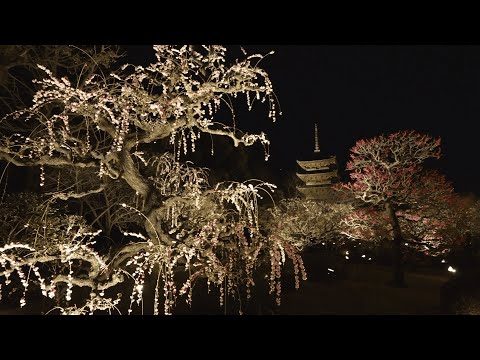 【WEB動画】2025年 東寺（梅） 春の特別拝観