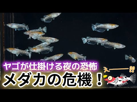 夜のメダカの様子とヤゴに食べられる恐怖〜原始睡眠と薄明行性の危険な相性【媛めだか】」