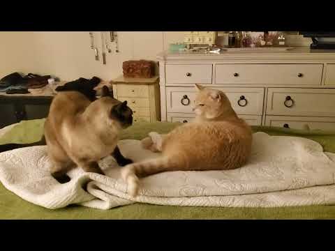 Domestic Cats Play Fighting