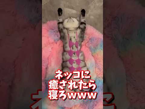猫の動画サムネイル - ネッコの動画で癒されたら寝ろｗｗｗ　#2ch  #動物  #猫 #癒やし #ねこ動画　#おもしろ