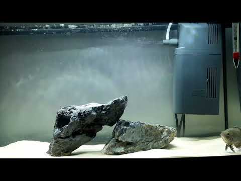 RARE WILD OSCAR CICHLID_ What do Oscars do left al THANKS FOR WATCHING!!!

HIT THE LIKE, SUBSCRIBE BUTTON AND SHARE YOUR COMMENTS.

HELP US GET TO 1,00