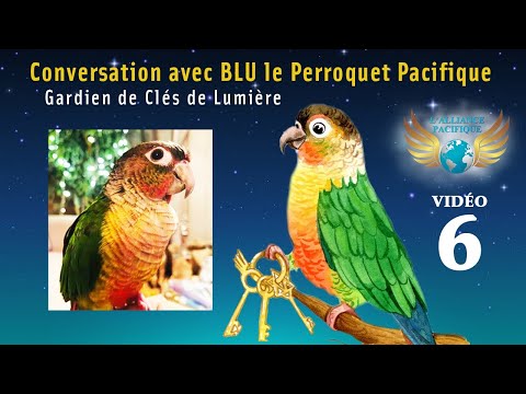 Conversation avec Blu le Perroquet Pacifique - Vidéo 6 - Ménage et allègement