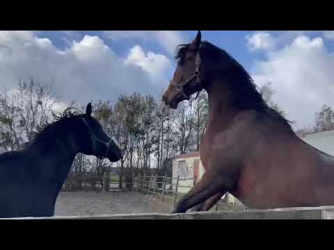 Orion en Black spelen🎉😸👏🍀😍🤩😱😇#horses #horse #ruinen