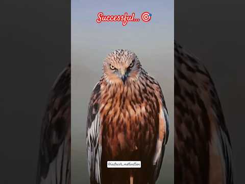 क्यों success नहीं हो पा रहे हो आज जान लो।। success hona hai to ye karo🎯#shorts #motivation #success