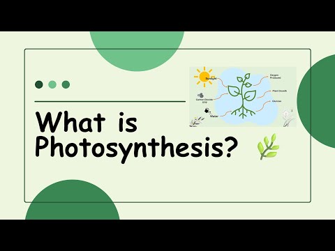 What is Photosynthesis? | Easy explanation | Photosynthesis: The Energy Source for All Life on Earth