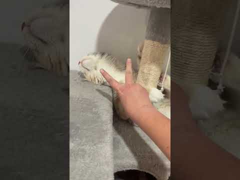 A very vicious Maine coon #kitten #mainecooncat #animaltrend