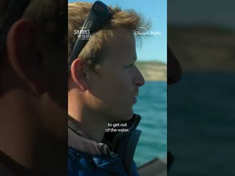 Our ocean is home to so many creatures, but Bertie Gregory has his eye on just one #SharksUpClose