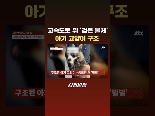 고속도로 위 '검은 물체' 아기 고양이 구조 #JTBC #Shorts