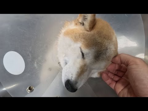 柴犬を寝かしつけるいくつかの手順 サムネイル