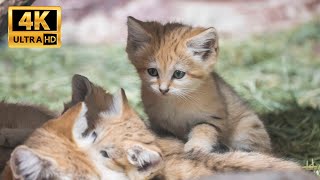 【Cute Kittens】スナネコの赤ちゃん 生後44日　sand cat