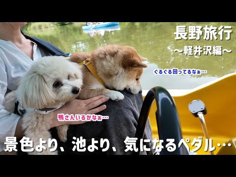 【長野旅行④】軽井沢で愛犬と一緒にボートに乗ったら…回るペダルに釘付けでした…笑【#112】