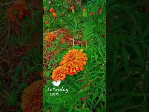 jai chhatti maiya 🙏♥️# shitli bihariya # short video # viral #trending