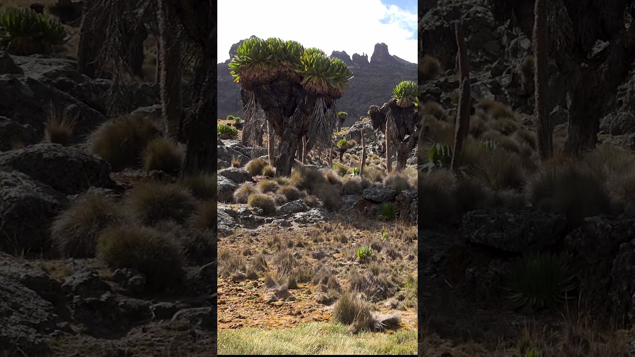 Mount Kenya National Park