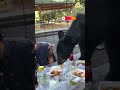 Black bear crashes family picnic in Mexico