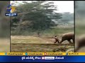 Angry elephant brutally kills two, video goes viral