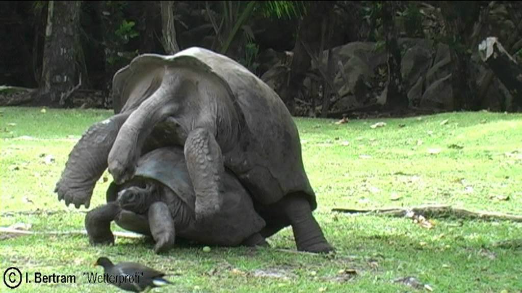 tierischer sex tube tierischer sex tube