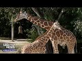 How tall can giraffes get? Learn all about these majestic animals | Nightly News: Kids Edition