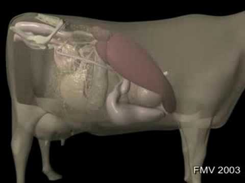 Gestacija krave 3D