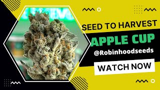 APPLE CUP  - Seed to Harvest (Robinhood Seeds) AC Infinity s44 Grow light & Green planet nutrients.