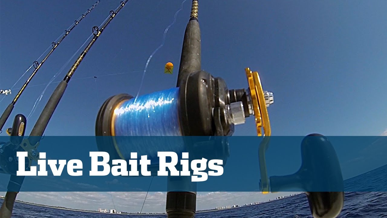 best-rigs-live-bait-rigs-for-tuna-wahoo-kingfish-youtube