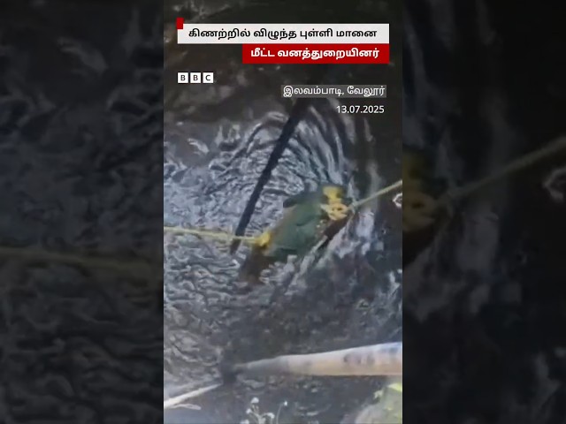 கிணற்றில் விழுந்த மான்; 2 மணி நேர போராட்டத்துக்கு பின் மீட்பு