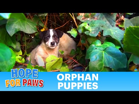 Saving five orphaned puppies - watch until the end for an amazing transformation!