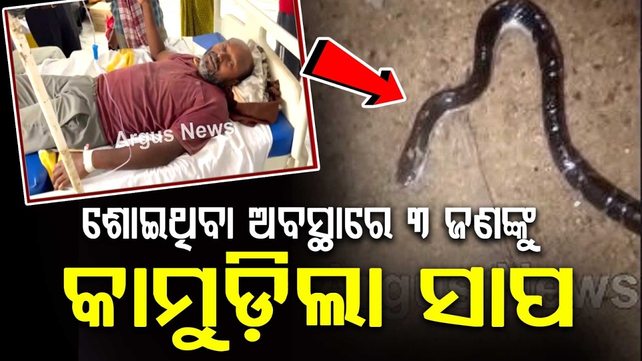 Uncle & Nephew Die Of Snake Bite At Bridge Construction Camp In Balangir | Argus News