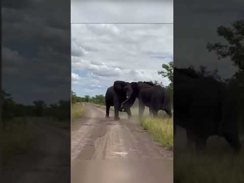 Video two elephants engage in fierce fight goes viral