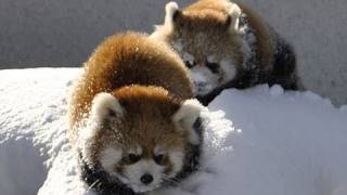 雪で遊ぶレッサーパンダ  