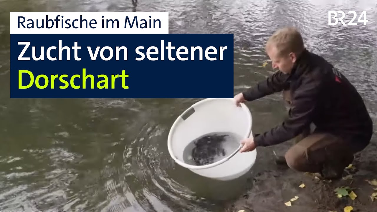 Rutte: Zucht von seltener Dorschart im Main | BR24