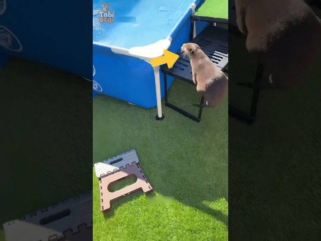 Havuzu Donan Su Samuru Sahibinden Yardım istedi 🦦❤️