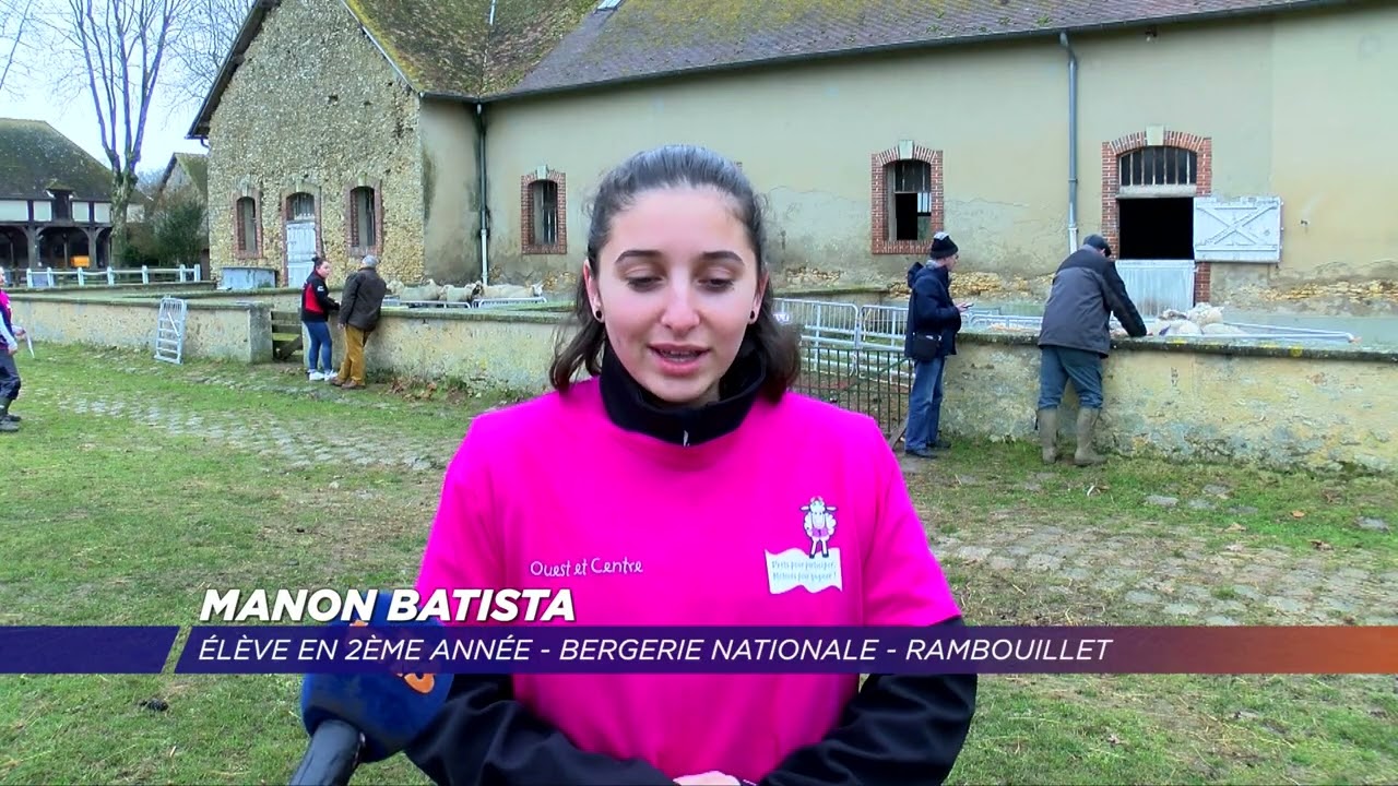 Yvelines | Finale régionale des Jeunes Bergers à Rambouillet