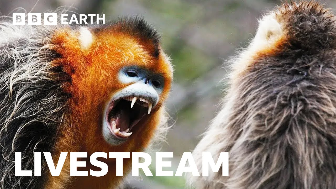 🔴 LIVE: Amazing Asian Wildlife in 4K | UHD | BBC Earth