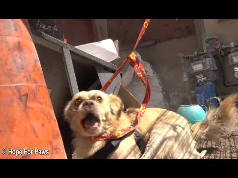 Abandoned dog survives for months from scraps left by neighbors until Hope For Paws was called in.