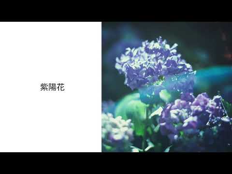 postman - 紫陽花 / hydrangea(Official Audio)