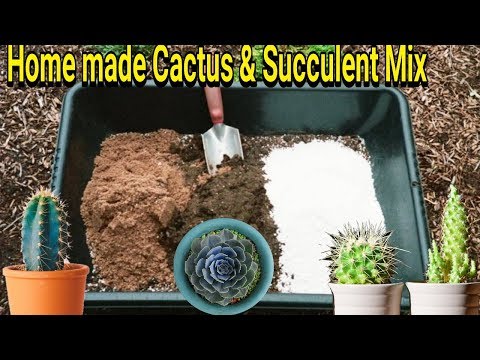 video cactus soil 1 kg
