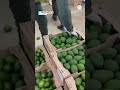 Police in Colombia seize nearly 2 tons of cocaine hidden in crates of avocados  - 00:32 min - News - Video