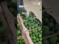 Police in Colombia seize nearly 2 tons of cocaine hidden in crates of avocados