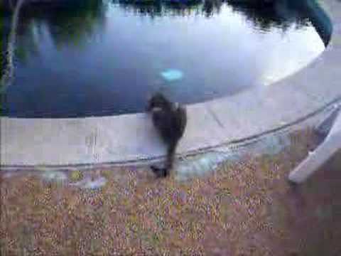 Мачкава трча по вода?