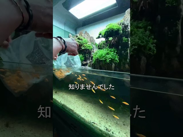 魚のための手作り水槽 @Visuallscape