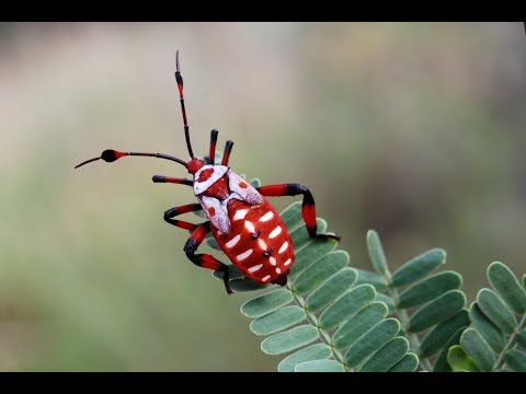 Fascinants Insectes