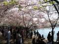 National Cherry Blossom and Fireworks Festival, Washington DC, US - Pictures