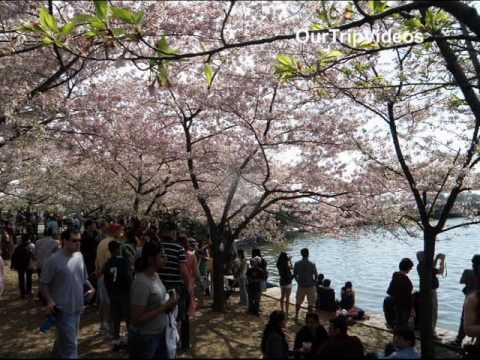 Pictures of National Cherry Blossom and Fireworks Festival, Washington DC, US