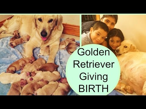 Golden Retriever Giving BIRTH TO 14 Puppies