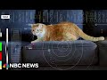 NASA beams cat video from deep space back to Earth using laser
