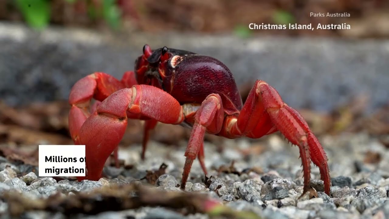 Millions of red crabs head to the sea on Christmas Island | REUTERS