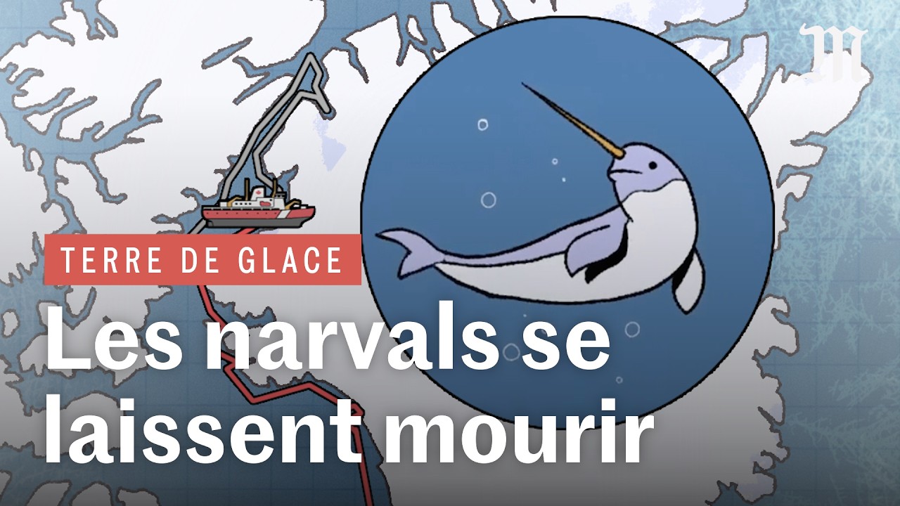 Le bruit des navires dans l’Arctique est dangereux pour les narvals