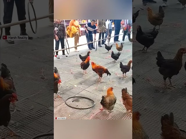 Ném vòng trúng con nào thì bắt con đó